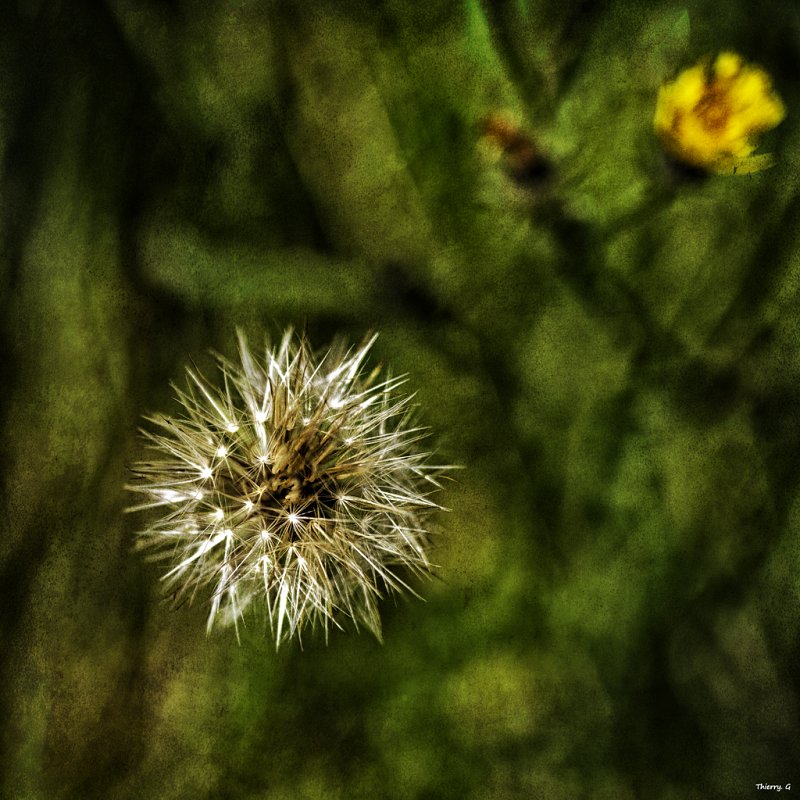 Fleur 1